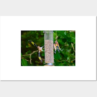 Squabbling Goldfinches Posters and Art